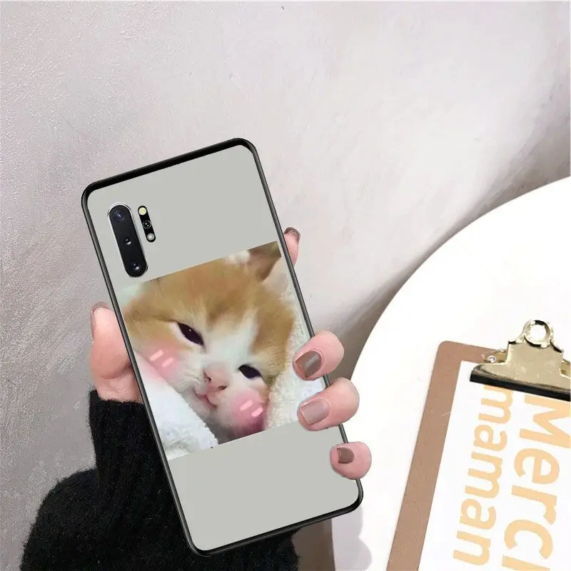 Cute funny funny kitten cat