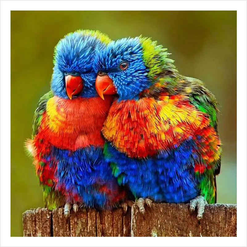 Алмазная живопись вышивка крестиком попугай картина из круглых страз мозаика