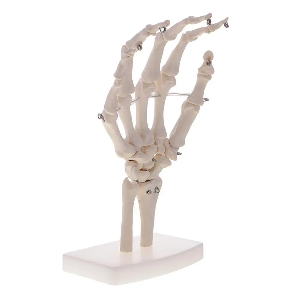 1pc Life-Like Human Hand Anatomy Model-Detailed Articulated Bones, Simulates Natural Movement for Medical Learning-Ulna & Ra
