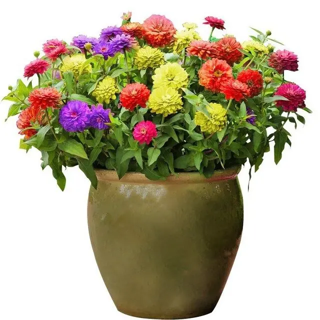 

0.5kg Zinnia Flower Colorful double-petaled zinnia flower seeds Four Seasons Blossom Zinnia Seed Garden Outdoor