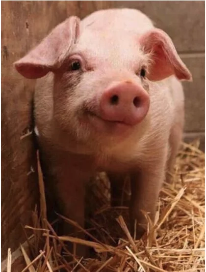 QQ图片20191205144155