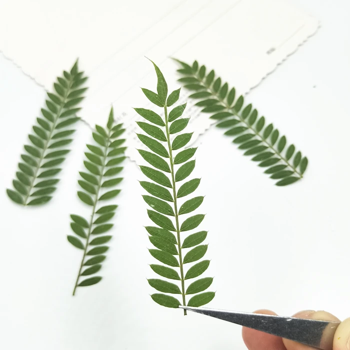 Натуральные Сушеные жакаранда мимосифолия цветок оставляет закладки Материал DIY карты прессованный цветок аксессуары для картин