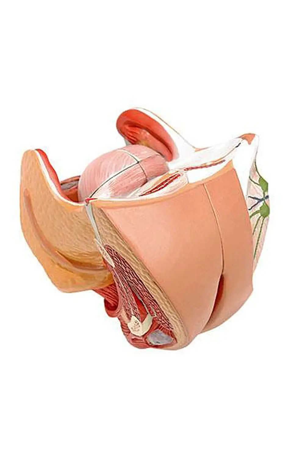 

4parts/set Life size Female Genital Model