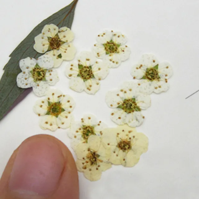 原白色-0.6CM