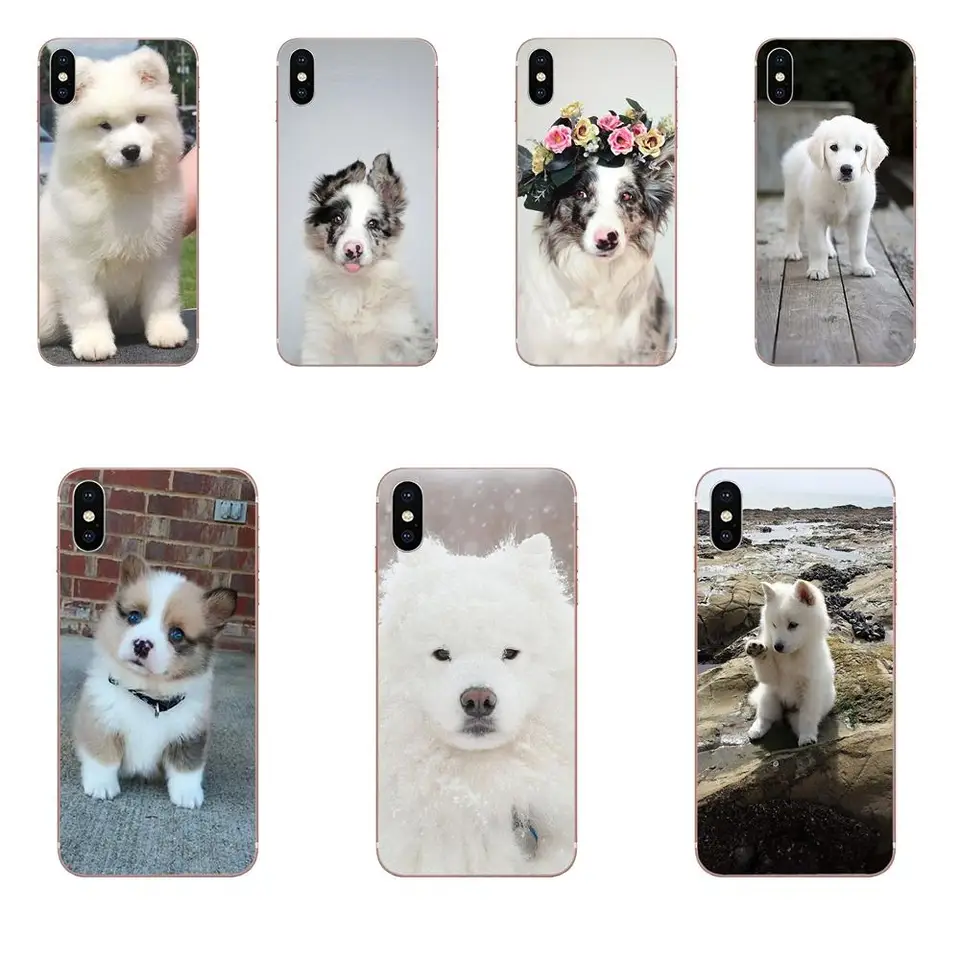 luminous samoyeds
