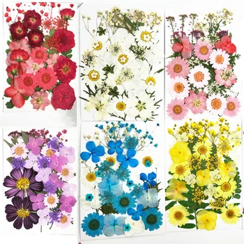 

Pressed Flowers small Dried Flowers Scrapbooking dry DIY Preserved Flower Decoration Home Mini bloemen flores secas