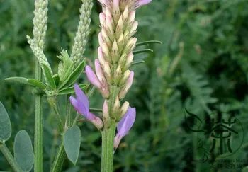 

Astragalus Adsurgens Standing Milkvetch Sha-Da-Wang
