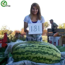30 шт гигантский арбуз бонсаи, редкий органический негибридный овощ фруктовый завод, естественный рост домашний сад посадки