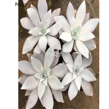 

Ngryise 1Pcs A Set Echeveria cante Glass cluster