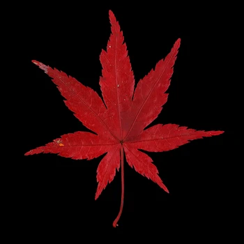

12x Real Dried Leaves Maple Leaf Embellishment For DIY Phone Case Decoration