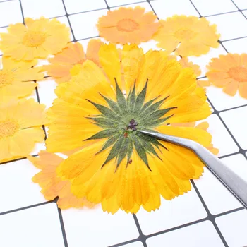 

Calendula Dry Flower Diy Home Decoration Accessories Birthday Party Decorations Adult Flowers Candle Diy Making