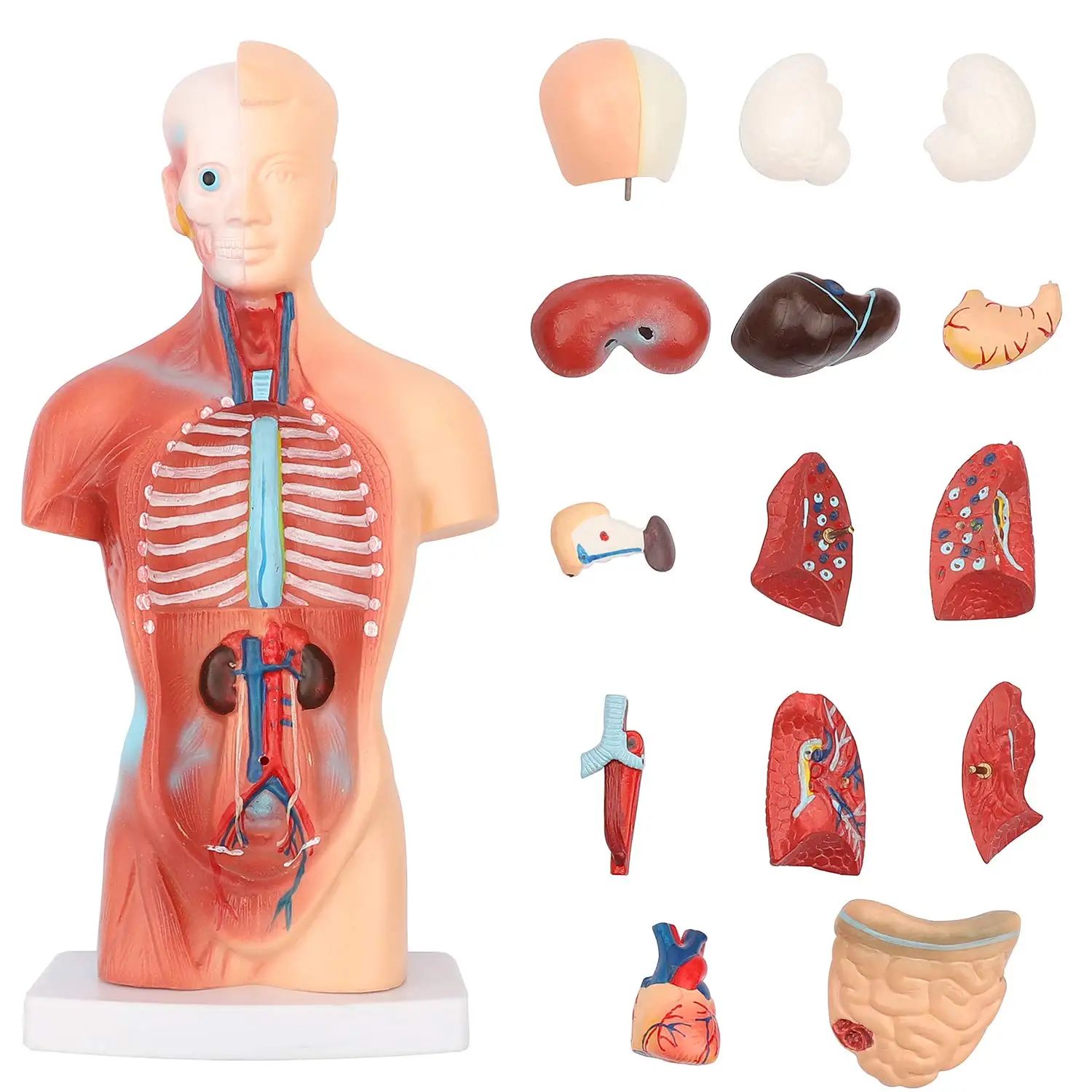 Education Display Medical Learning Tool for Teaching Props Human Torso Body Model Skeleton Models Human Torso Anatomy Model with Heart Head Brain Skeleton Musculature Model 