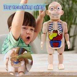 Conjunto de modelos de órgão humano, montagem diy, modelo de anatomia humana, brinquedo educacional removível, grande presente para crianças, y8