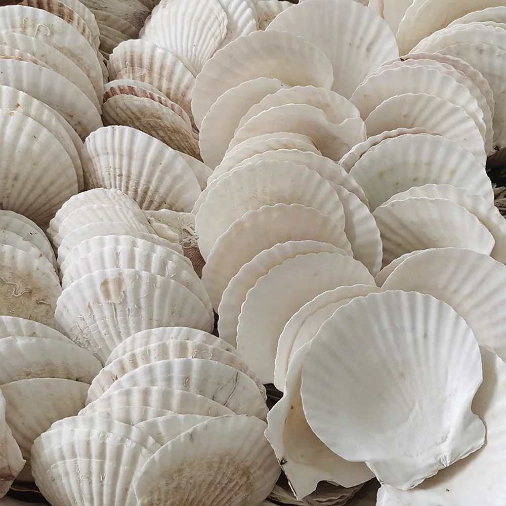 natural white Conch sea shell white scallop shell for fish tank decoration or gift 6pcs natural shell ornaments