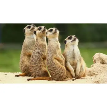 

5D Diamond Painting Cross Stitch Animal Mongoose Patterns Diamond Mosaic Picture Of Rhinestones Wall Art Decor Gifts