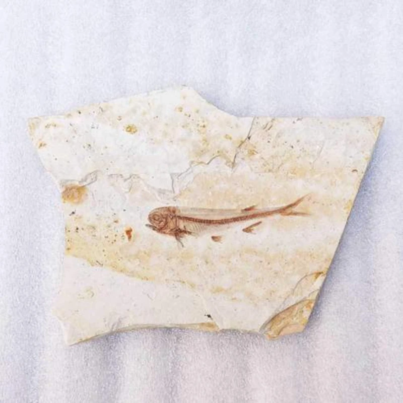 Fisch Fossil Echt Aus Dem Westlichen Liaoning China Vor 150 Millionen Jahre T4A3 