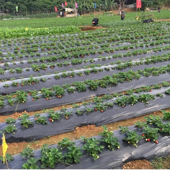 

Vegetable Perforated Film Garden Membrane Agricultural Seeding 5 Holes