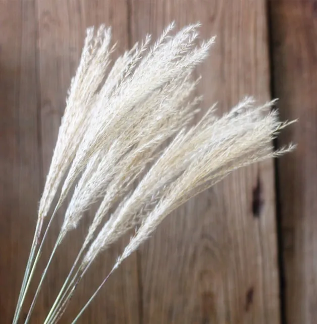 15Pcs Dried Reed Flower Arrangement Natural Pampas Grass For  Modern Home Decoration Party Backdrops Wedding Supplies as chart