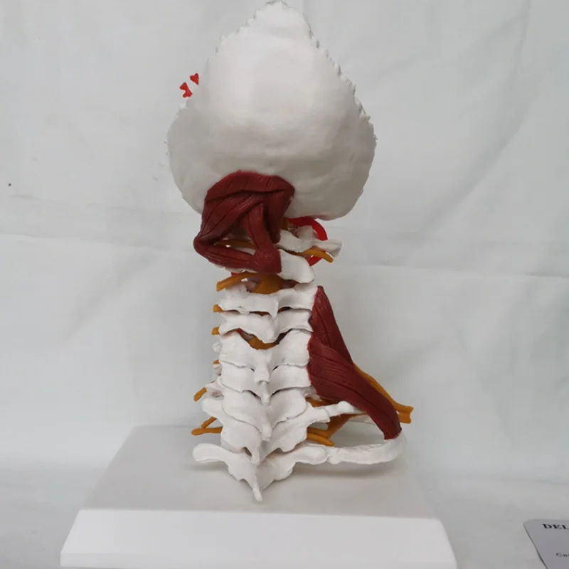 1:1 실물 크기 경추 모델, 경추 및 척추 신체 척추, 인체 해부학, 척수 골격, 의학 교육