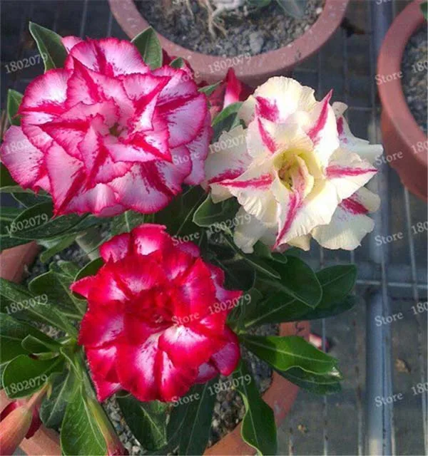 2 Настоящий Adenium obesum flores, 12 шт., растения в виде Розы в пустыне, 100 видов смешанных бонсай, многолетние растения для дома и сада - Цвет: 2