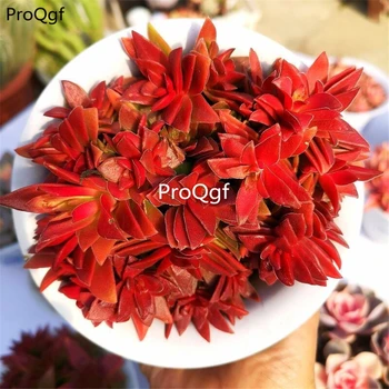 

Ngryise 3Pcs A Set Crassula Momiji Matsuri