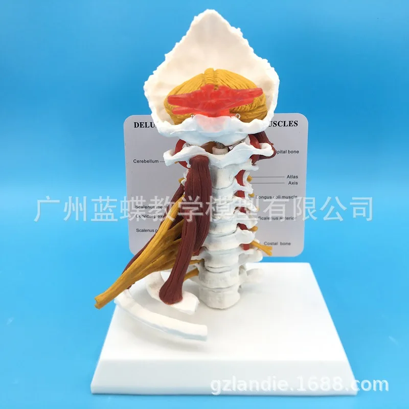 

1:1 LifeSize Deluxe Cervical Spine with Muscles Vertebrae Cervical Human Anatomy Spinal Cord Sketelon