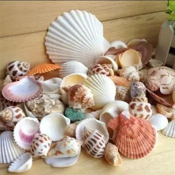 

Pet Products Shells Aquarium Decor 100g/Bag Mixed Sea Beach Seashells Crafts Aquarium Decor Photo Props Aquarium Decor