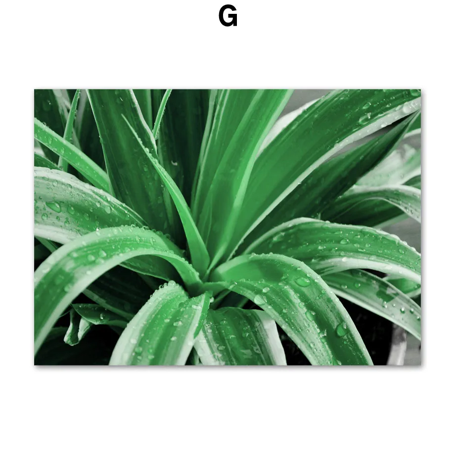 Настенная живопись на холсте монстера кактус зеленые тропические листья растений скандинавские плакаты и принты настенные картины для гостиной - Цвет: G