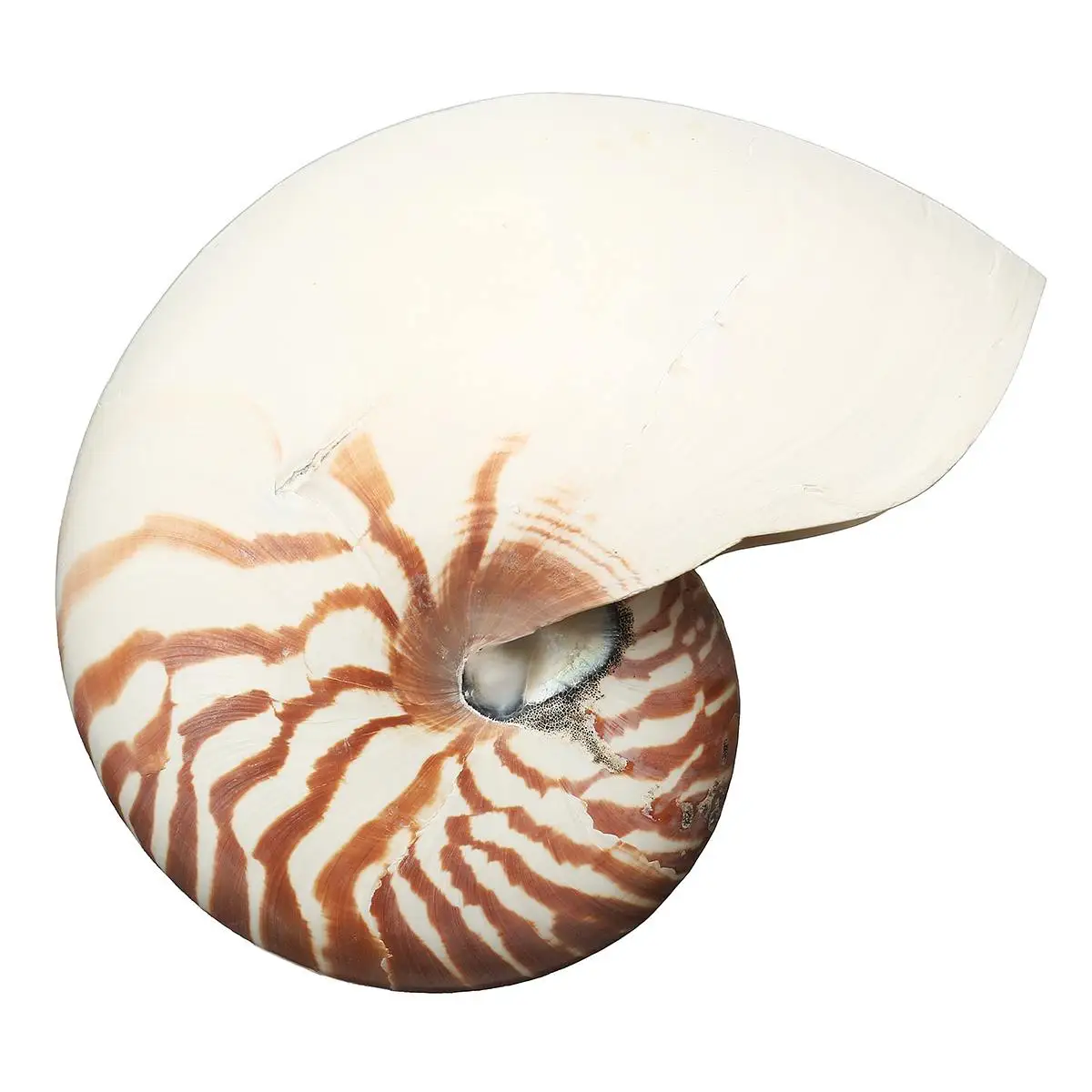 17-19cm Natural Tutufa Rubeta Large Beach Seashell Nautical Home Decoration Crafts Gifts Fish Tank Aquarium Accessories