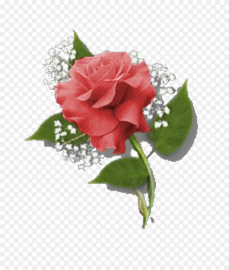 姓名日 生日留言簿1月png图片素材免费下载 图片编号 Png素材网