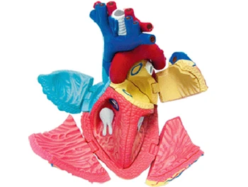

4d heart master puzzle assembling toy human organ anatomy model medical teaching model