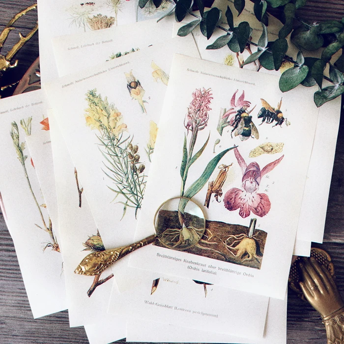 

Distressed Plant Illustration Material Background Paper Junk Journal Diary Planner Scrapbooking Decorative DIY Craft Paper Photo