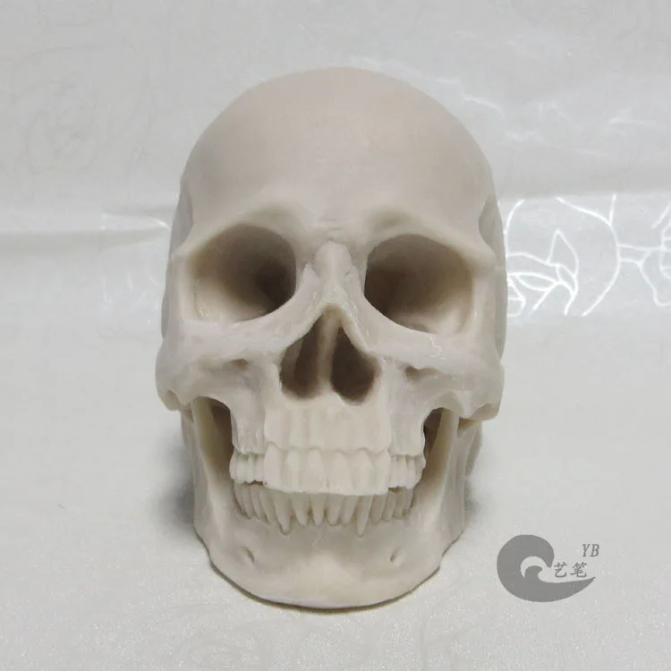 

1:2 Skull Muscle Head Painted People Resin Art with Human Skeleton Bone Unisex Resin Model 14-Year-Old Or above
