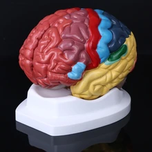 생활 크기 인간의 두뇌 기능 영역 모델 해부학 과학 교실 연구 디스플레이 교육 조각 학교