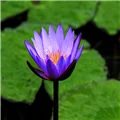 Poppy garden Store