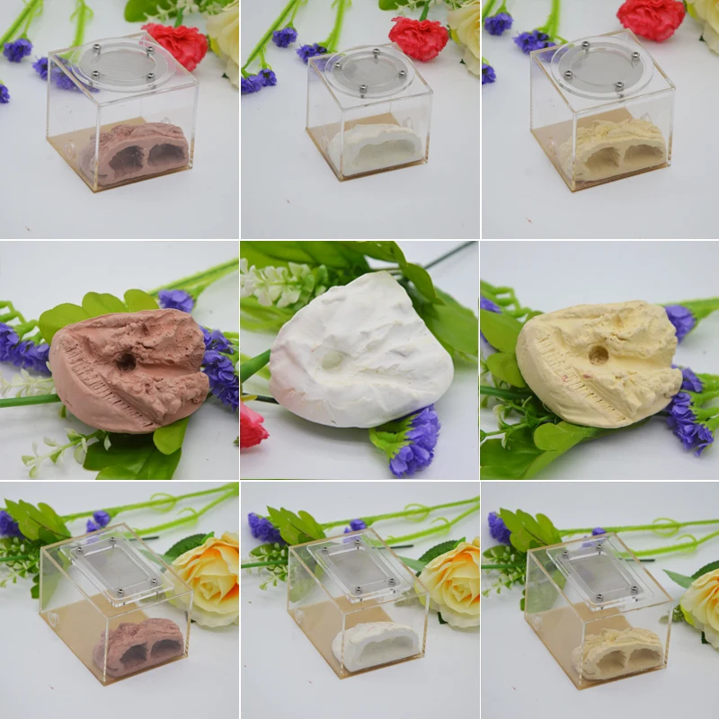 Искусственная Экологичная муравьиная ферма штукатурка сделай сам ростковая