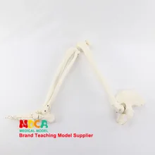 Модель костей и суставов стопы с БЕРЦОВОЙ и фибулой и бедренной частью таза, модель скелета человека, обучающая медицина Mjg006