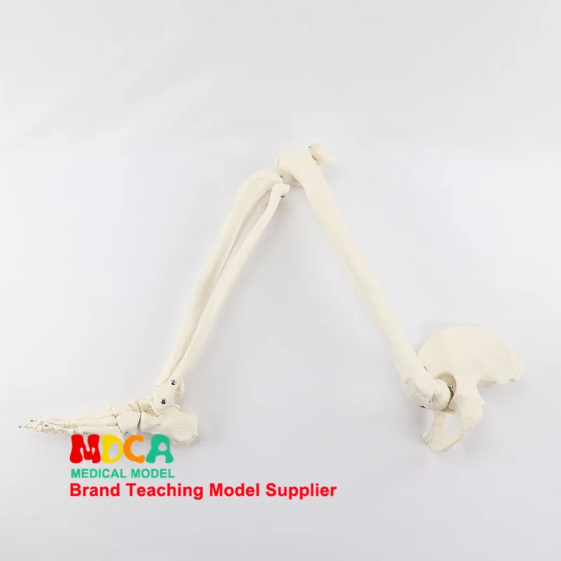 

Foot Bone And Joint Model with Tibia And Fibula And Femur Pelvis Human Skeleton Model Medicine Teaching Mjg006