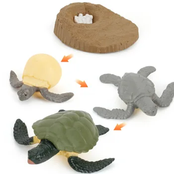 

Simulation Animal Insect Vinyl Solid Model Evolution Stage Frog tortoise growing Environmental Protection Life Growth Cycle Set