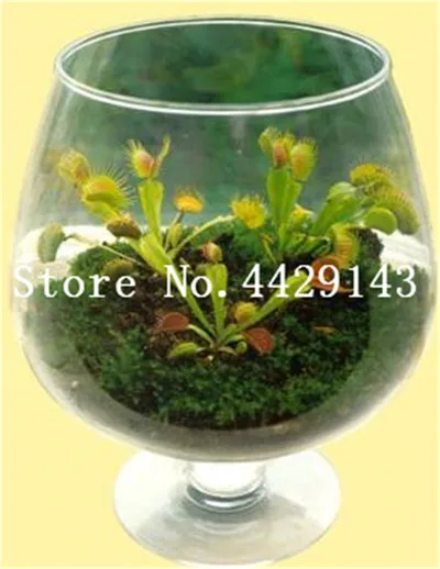 7 100 шт садовое Горшечное растение Flytrap бонсай Dionaea Muscipula Гигантский зажим Венера Flytrap Горшечное растение плотоядное растение бонсай - Цвет: 7