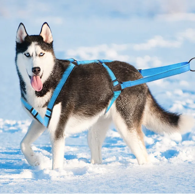 Waterproof Dog Sled Harness Reflective Dog Sledding Harnesses Pet Weight Pulling Vest For Medium Large Dogs Skijoring Scootering 5