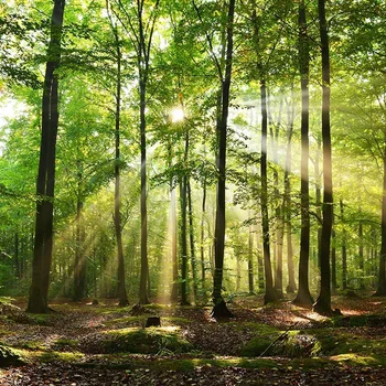 

DAWNKNOW Forest Vinyl Photography Background For Newborn Tree Photo Shoot Backdrop For Wedding Photo Studio lv751