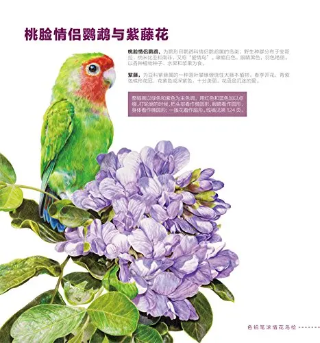 African-Flowers-painted-bird-color-pencil-drawing-books-pencil-sketch-tutorial-hand-painted-color-illustration (3)