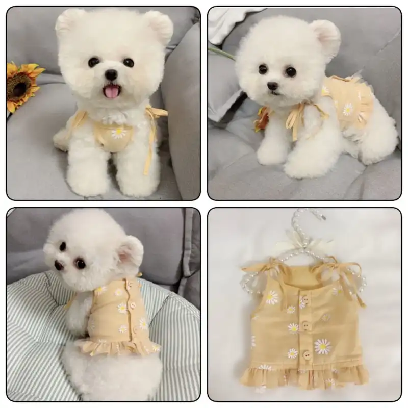 Teacup pomeranian clothes Outlet