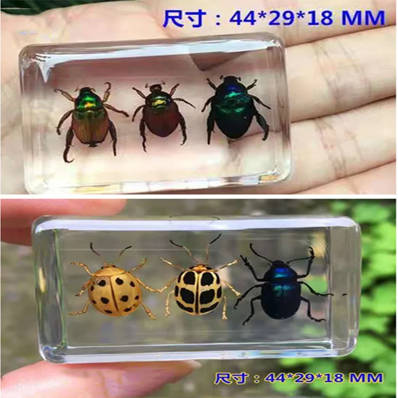 1piece Scarab Insect Specimen Ladybug Beetle In Clear Resin crafts collection medicine textbook biological specimen boy gift | Дом и сад