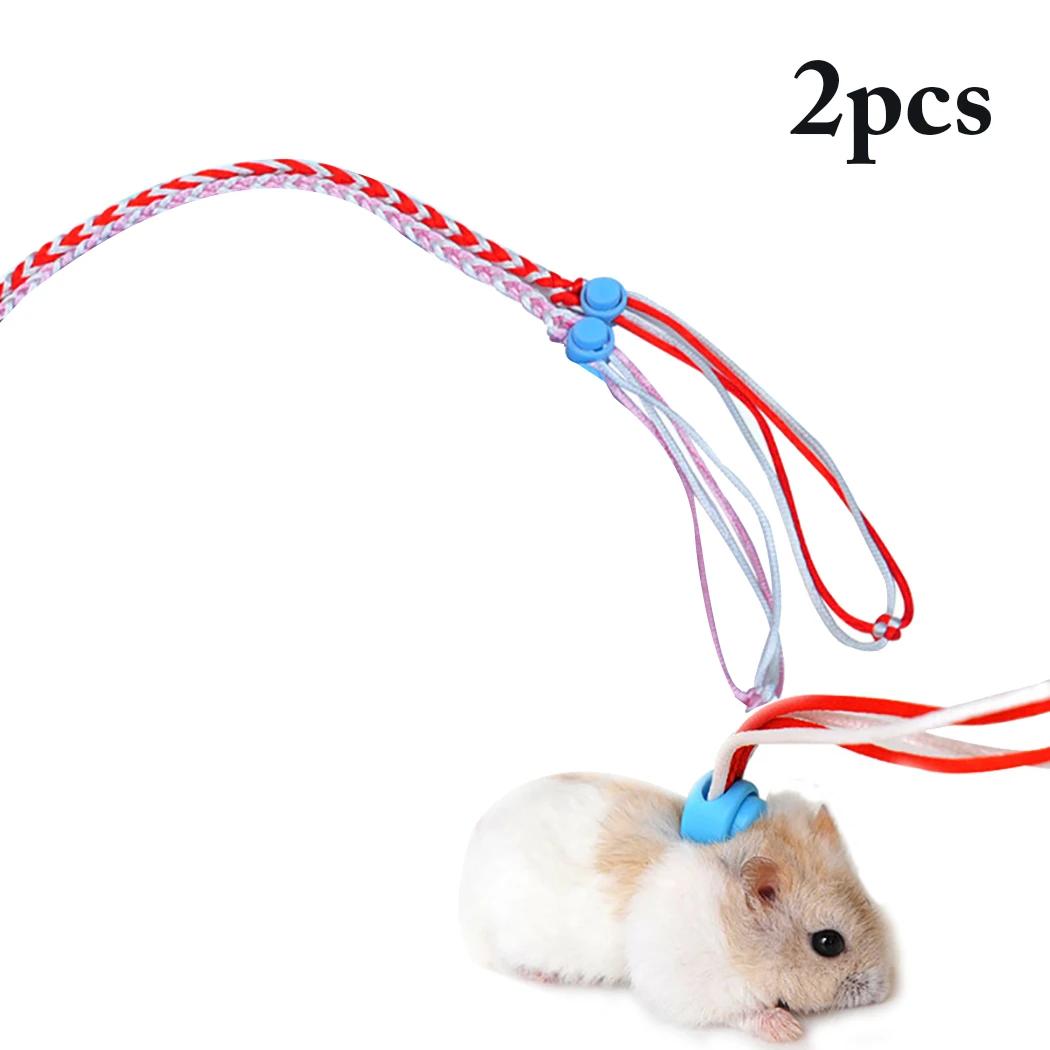 Hamster On A Lead ubicaciondepersonas.cdmx.gob.mx