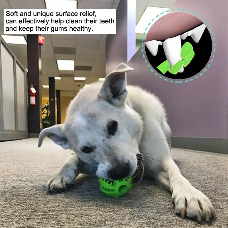 dog tennis ball teeth