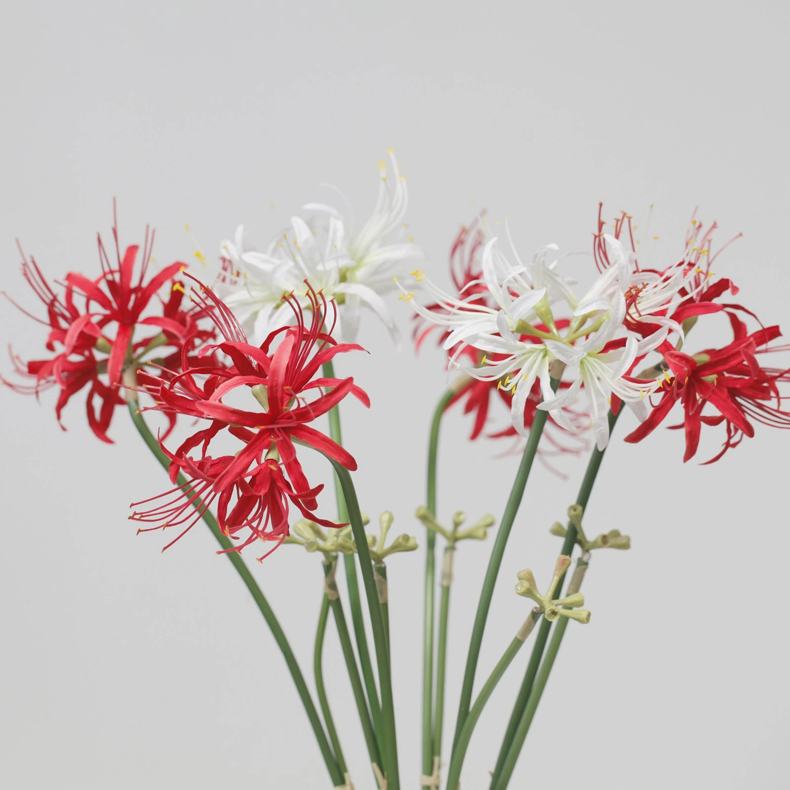 Spider Flower Red ubicaciondepersonas.cdmx.gob.mx