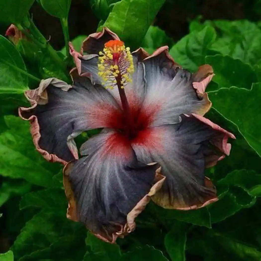 SALE! 100 Pcs Big Flower Hibiscus Plant Tree Perennial Fleur Et Plante