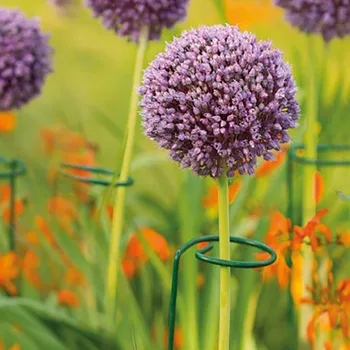 

3 Pcs Agriculture Frame Top Ring Plant Stem Metal Vegetables Tool Durable Flower Branch Farming Support Rack Garden Stake